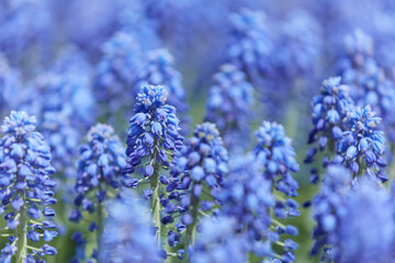 Selective focus on lavender flower. Plant background. Close up. 