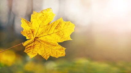 Yellow maple leaf in the forest on a blurred background in sunny weather
