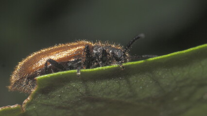 bug