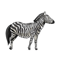 Isolated Realistic Zebra, Vector Illustration