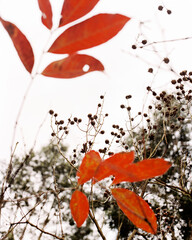 Close up of red leaves. shooting 120 film camera. color flim