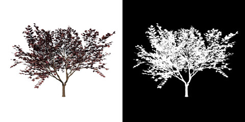 Front view of Plant (Cercis canadensis Forest Pansy- 1) Tree png with alpha channel to cutout made with 3D render