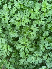 close up of parsley