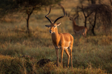 Closeup of Impala image taken on Safari located in the Serengeti, National park, Tanzania. Wild nature of Africa. Beautiful light of sunrise.