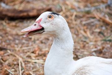 A domestic duck opens its mouth and calls its ducks together