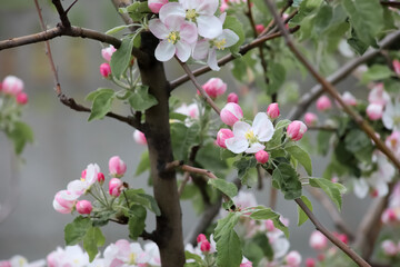pink apple blossoms on the background of a rural garden