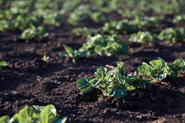 Green potato stalks in the garden