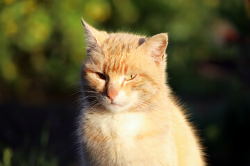 Naklejka na ściany i meble Red cat on the background of a spring garden