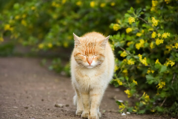Naklejka na ściany i meble A red cat walks gravely in the garden