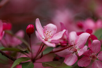 Natural background. Beautiful delicate pink flowers of macro. Macro view of abstract nature texture and background organic pattern. Template for design. Summer, spring concepts. Blossoming