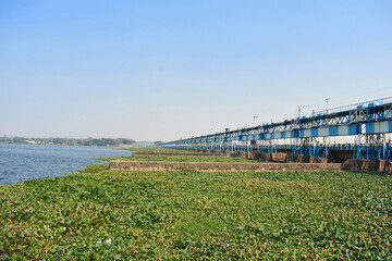 Water lily plants grown all over the river surface near a dam with clear blue water and blue sky