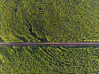 Eucalyptus plantation in Brazil. Cellulose paper agriculture. Birdseye drone view. Eucalyptus Green...
