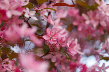 Natural background. Beautiful delicate pink flowers of macro. Macro view of abstract nature texture and background organic pattern. Template for design. Summer, spring concepts. Blossoming