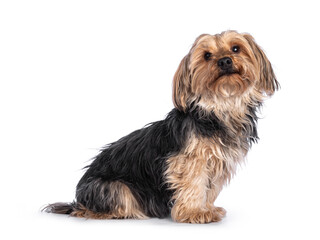 Scruffy adult black gold Yorkshire terrier dog, sitting side ways. Looking towards camera. Isolated...