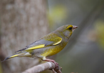  European greenfinch