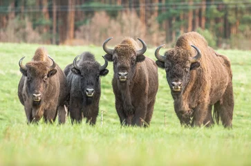 Gordijnen De bizons wachten op de open plek. Een familiefoto van vier bizons. © Patryk