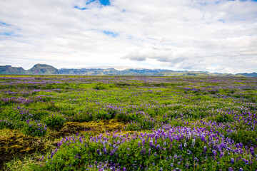 Fototapeta premium Lovely view of blooming green field , Iceland, Europe