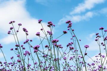 Blooming Verbena field is a purple flower, The meaning of this flower is the happiness of everyone...