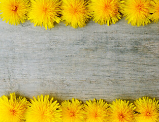 dandelion flower in full bloom on wooden background. Close up photo as a natural background. Flower abstract texture banner with copy space. High quality photo