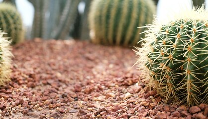 Beautiful succulents and cactus plant in garden.