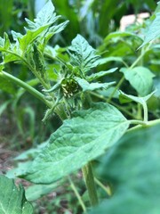 Tomato Double blossom