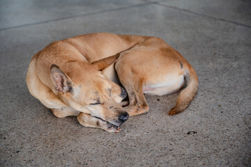 Homeless dog sleeping on the floor