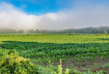 Mist beginning to rise over young cornfield in Pisgah Forest, North Carolina