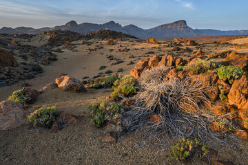 Desert landscape in Tenerife in Teide National Park