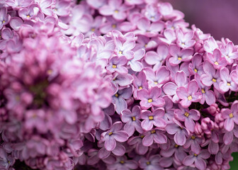 purple lilac flowers and leaves on the branches on amazing day 