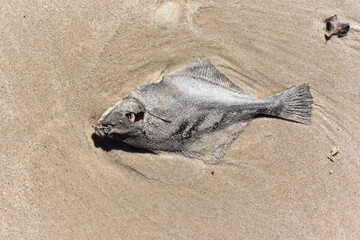 .A dead fish lying on the beach of the Baltic Sea in Poland.