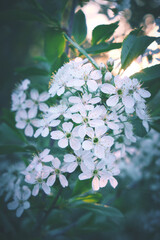 White blossoms of a blooming apple tree with green foliage around.