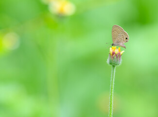  Transparent  Sixline Blue  butterfly is eating nectar from the pollen of flower in the meadow