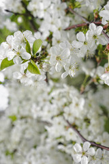 Obraz premium Abstract floral background. Floral card. Unfocused bunches of spring blooming trees. Delicate nature background. Blurred blossoming cherry tree flowers.