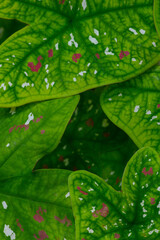 colorful background of caladium leaves close up