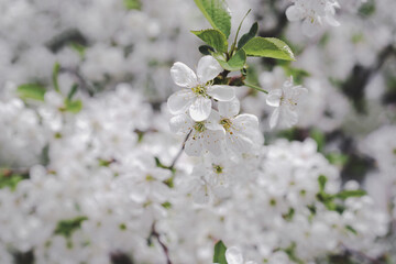 Abstract floral background. Floral card. Unfocused bunches of spring blooming trees. Delicate nature background. Blurred blossoming cherry tree flowers.