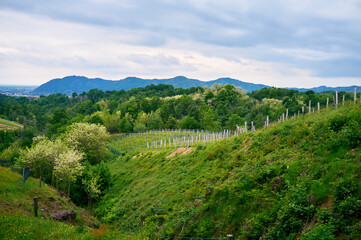 Fototapeta na wymiar Springtime panorama of the vineyards in the hilly winery Region of Novarese (Piedmont, Northern Italy); this area is famous for its valuable red wines, like Ghemme and Gattinara (Nebbiolo grapes).