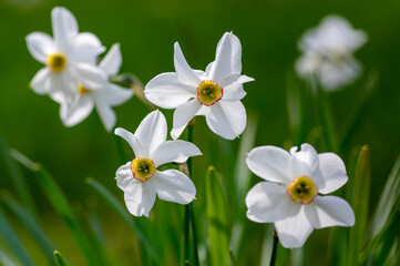 Narcissus poeticus poets daffodil flowering wild plant, beutiful white yellow flowers in bloom