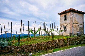 Springtime panorama of the vineyards in the hilly winery Region of Novarese (Piedmont, Northern Italy); this area is famous for its valuable red wines, like Ghemme and Gattinara (Nebbiolo grapes).