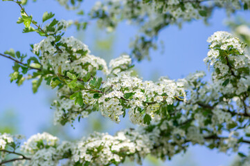 Fototapeta premium Crataegus laevigata hawthorn tree in bloom during springtime, branches with green leaves and group of flowers and buds petals