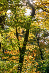 Fototapeta premium Feuilles lumineuses colorées d'automne se balançant dans un arbre dans le parc d'automne. Fond coloré d'automne, toile de fond d'automne