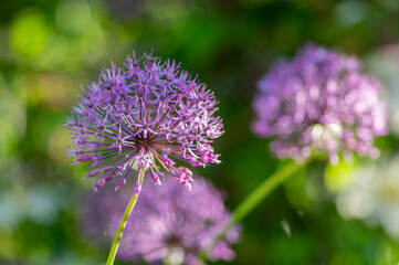 Allium hollandicum persian onion dutch garlic purple flowering plant, ornamental flowers in bloom