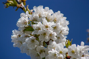 Sweet cherry blossom on a blue background