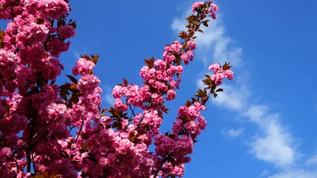Pink flowers on the trees of flowering Sakura. Cherry blossom.