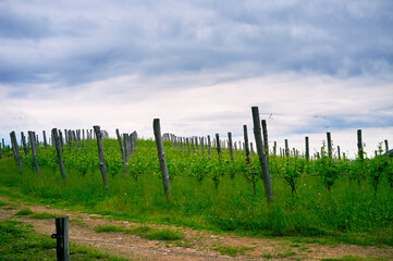 Obraz premium Springtime panorama of the vineyards in the hilly winery Region of Novarese (Piedmont, Northern Italy); this area is famous for its valuable red wines, like Ghemme and Gattinara (Nebbiolo grapes).