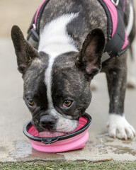 8-Month-Old brindle and white Frenchie female puppy drinking water from a bowl. Off-leash dog park...