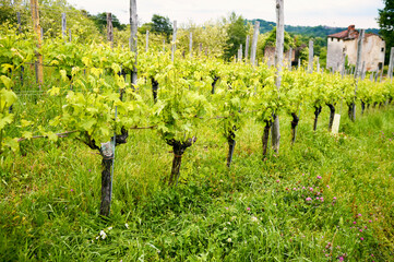 Springtime panorama of the vineyards in the hilly winery Region of Novarese (Piedmont, Northern Italy); this area is famous for its valuable red wines, like Ghemme and Gattinara (Nebbiolo grapes).