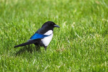 A closeup portrait of a Eurasian or common magpie bird standing in the grass of a lawn in a garden looking around for some food. The animal is black and white and on its wing it is partly blue.
