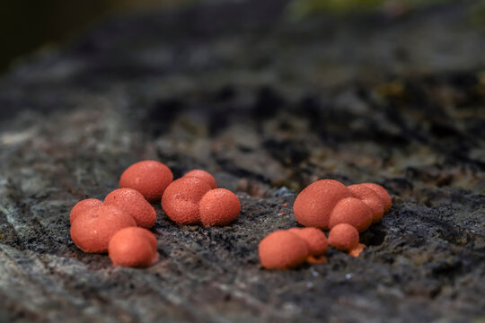 Fruiting bodies of wolf's milk (Lycogala epidendrum). A slime mold.
