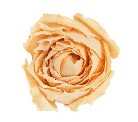Rose flower, beige bud dried isolated on white background with clipping path. Full depth of field.