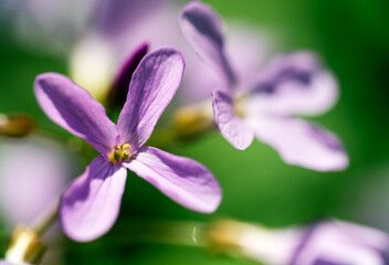 Fototapeta na wymiar Pink wildflowers in forest at springtime